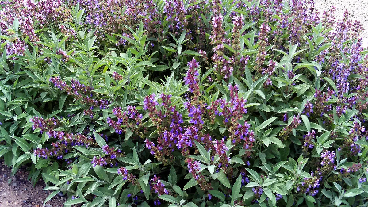 Salvia_officinalis_Habitus_DehesaBoyalPuertollano