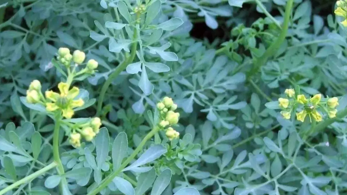 Planta de ruda