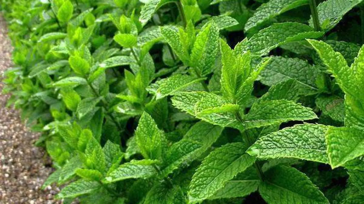 menta