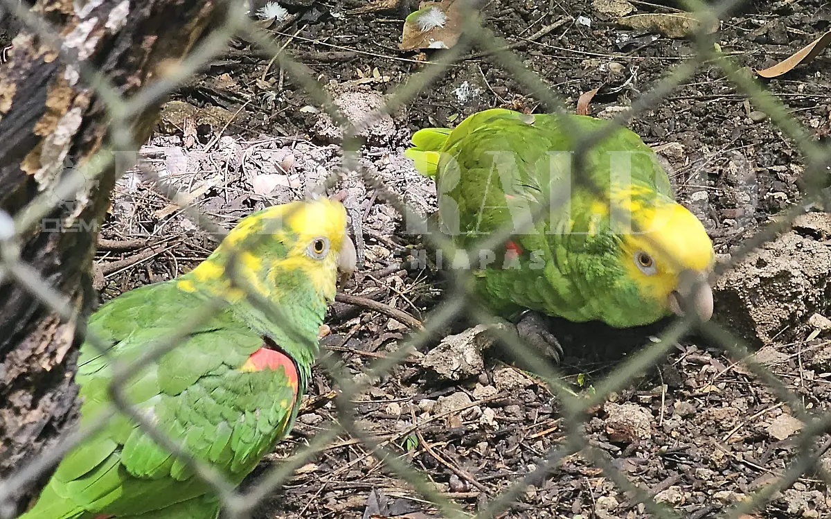 loros
