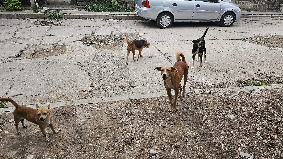 perritos en situación de calle