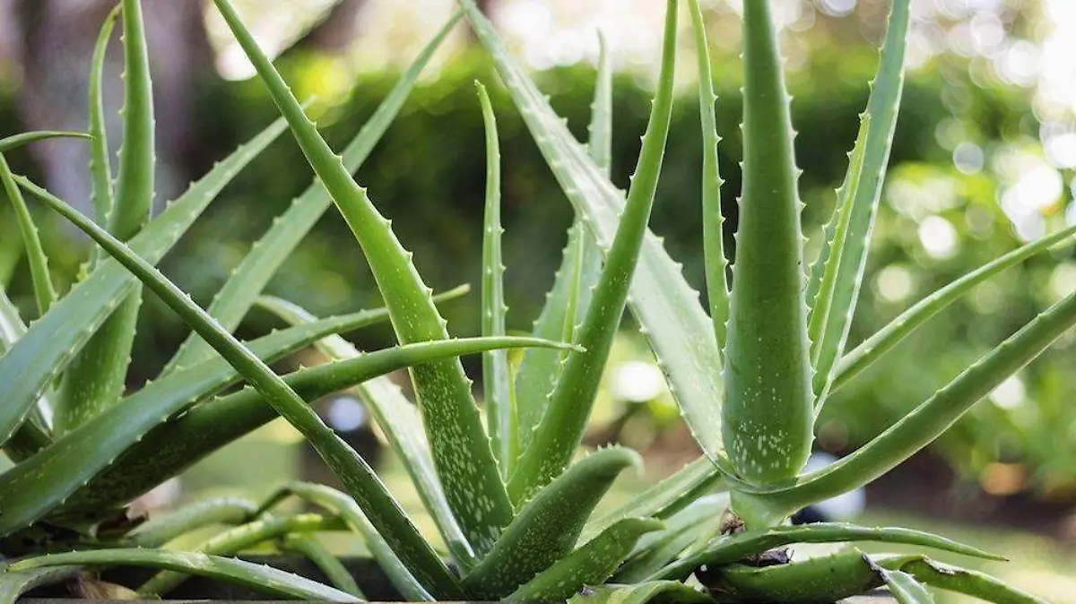 aloe vera