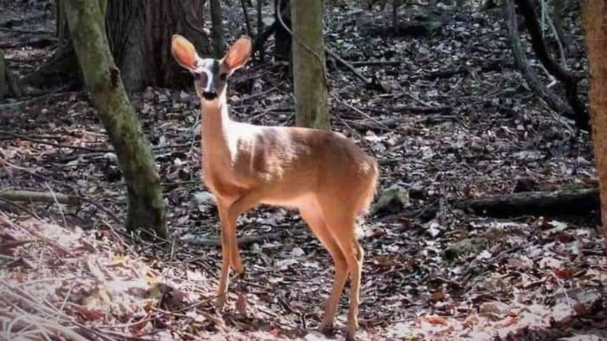 venado