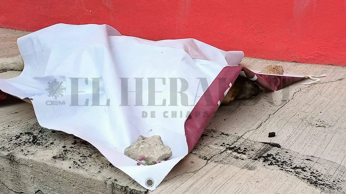 Lona cubre cuerpo de perro sin vida