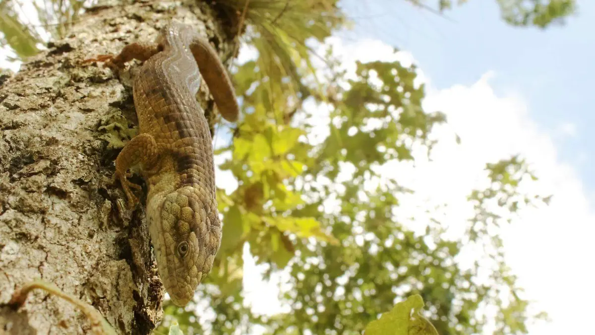 Dragoncito de Coapilla