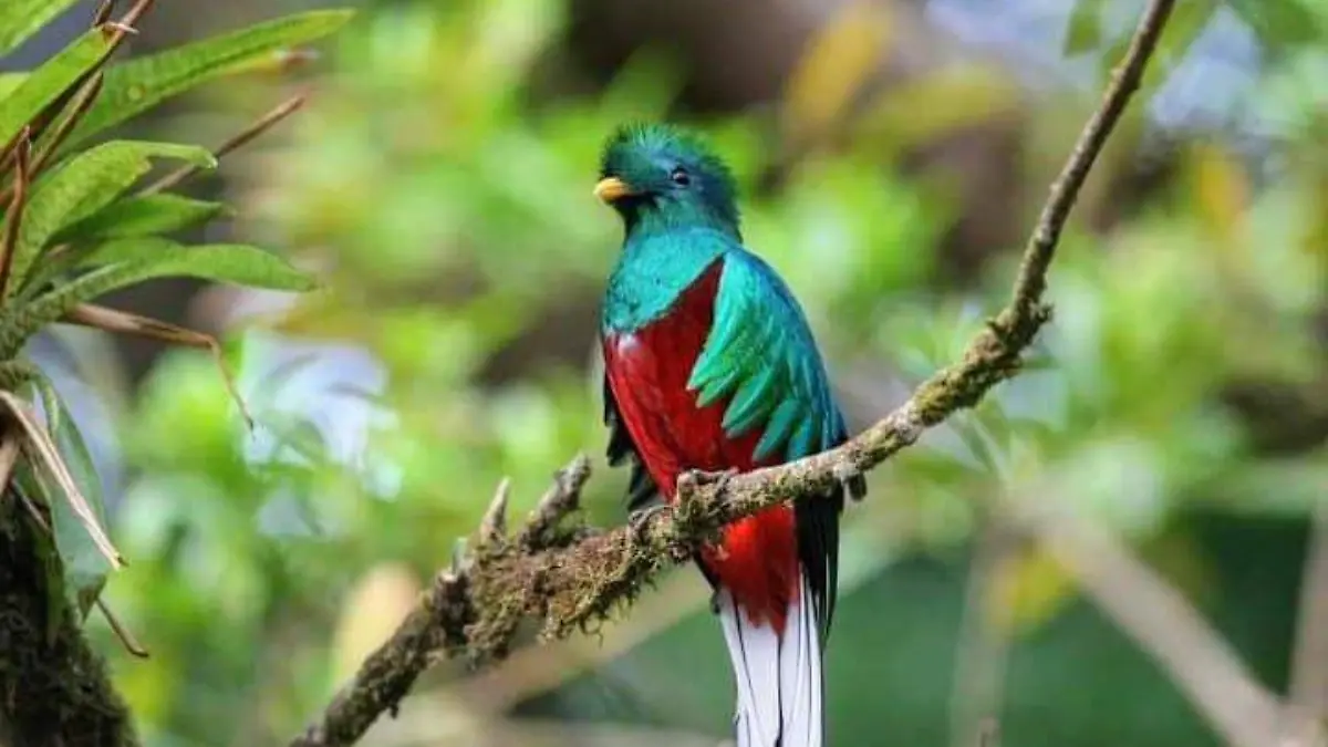 Quetzal