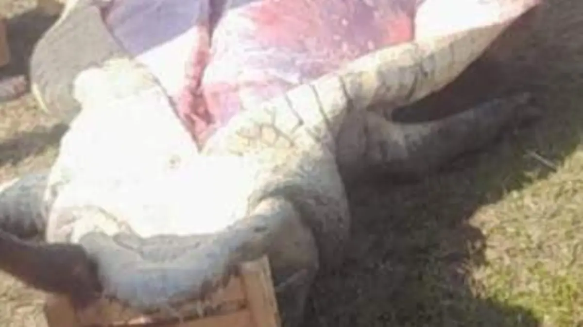 Cocodrilo gigante en La Concordia 