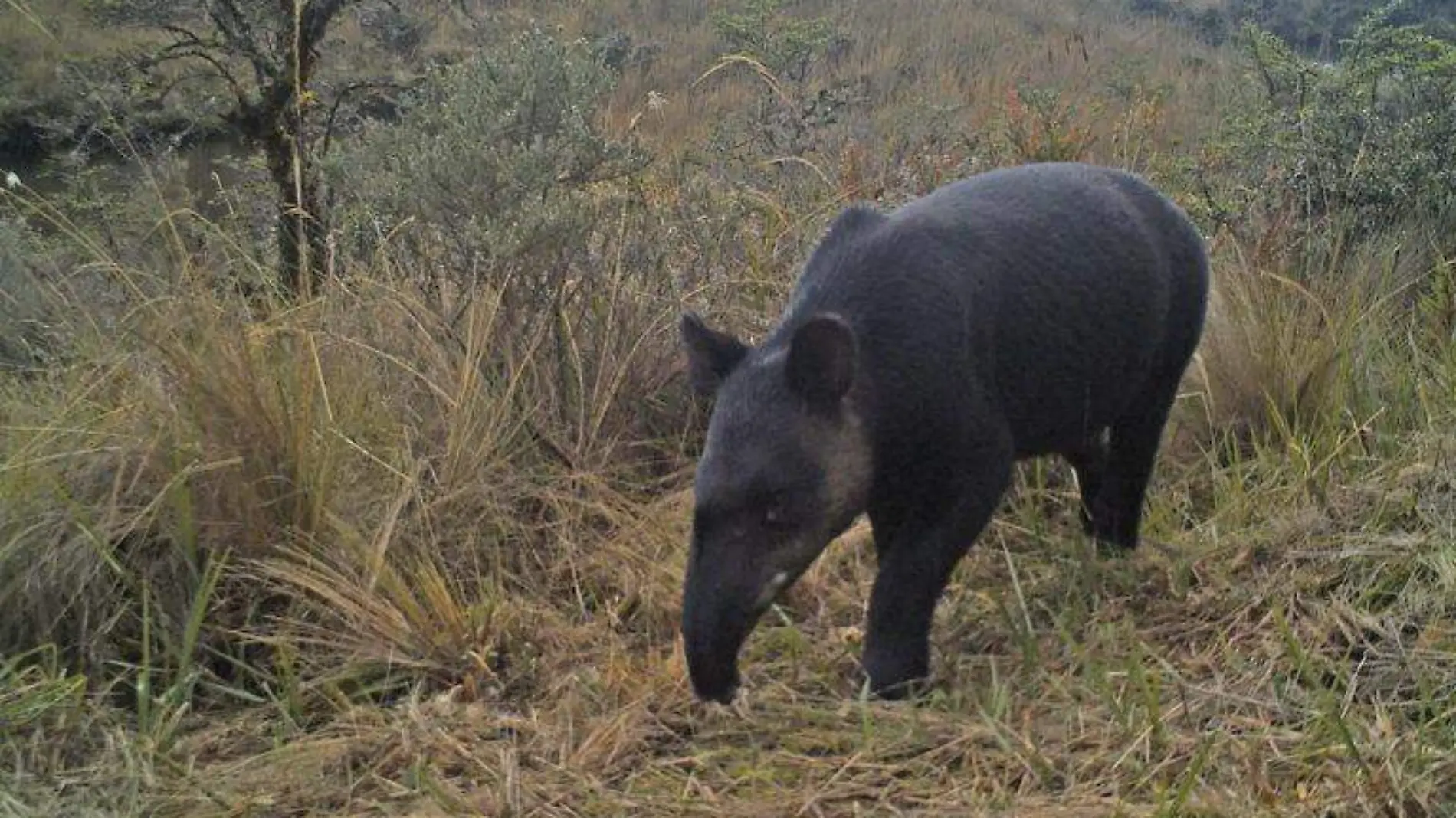 TAPIR