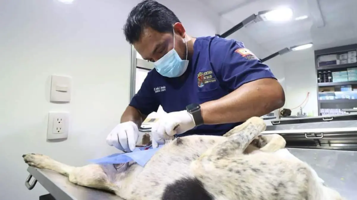 esterilizando perro