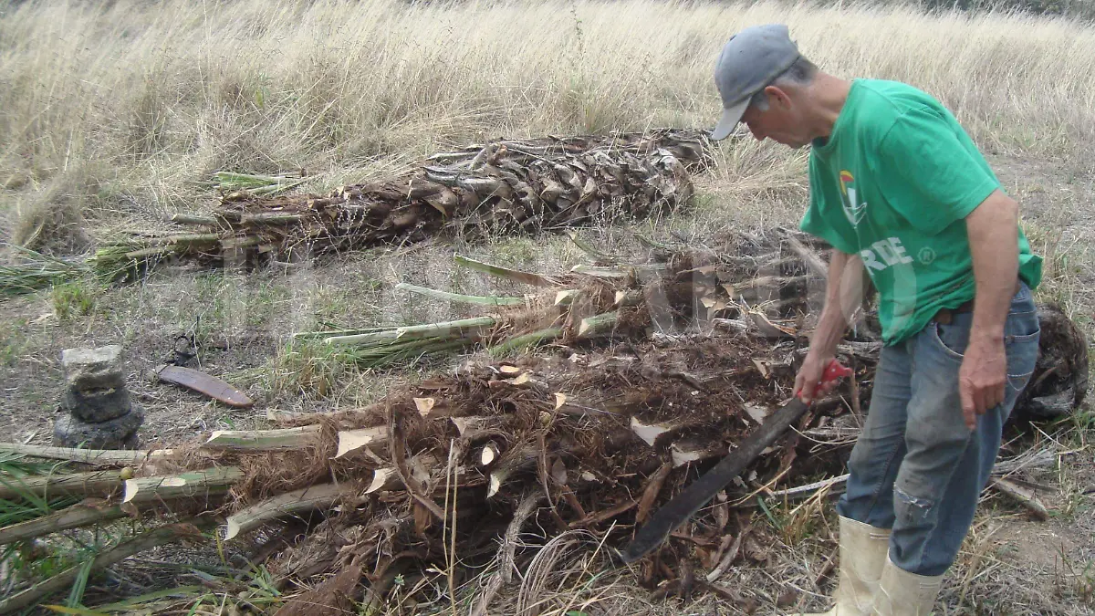 Campesino extrae Taberna