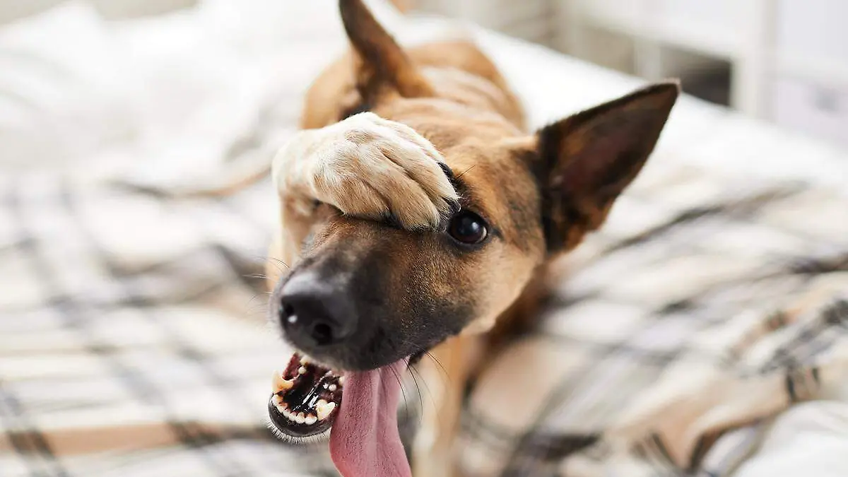 Perrito jugando a las escondidas