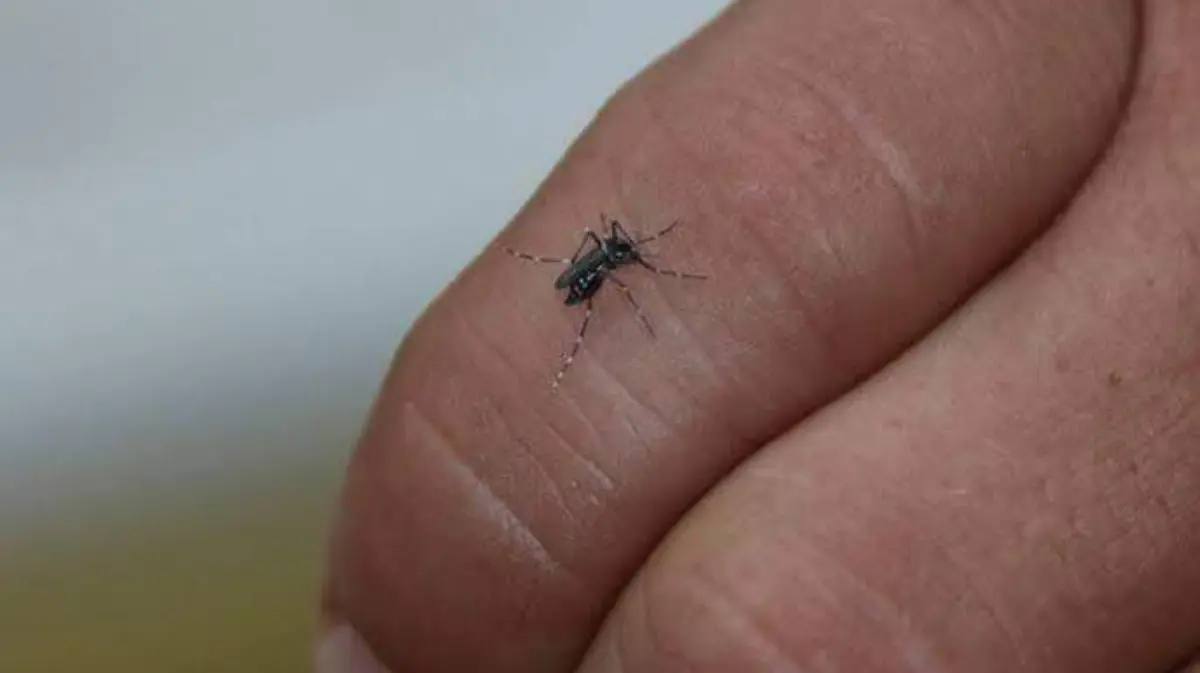 Mosquito