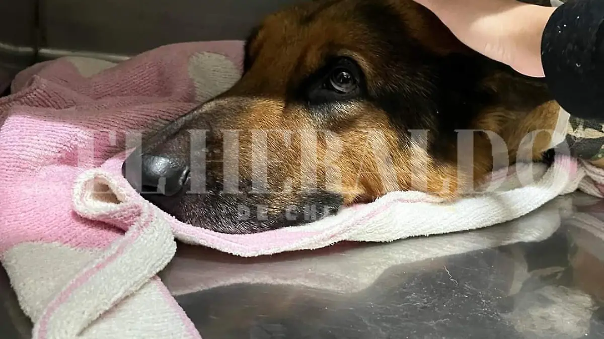 La Historia de 'Wolf'