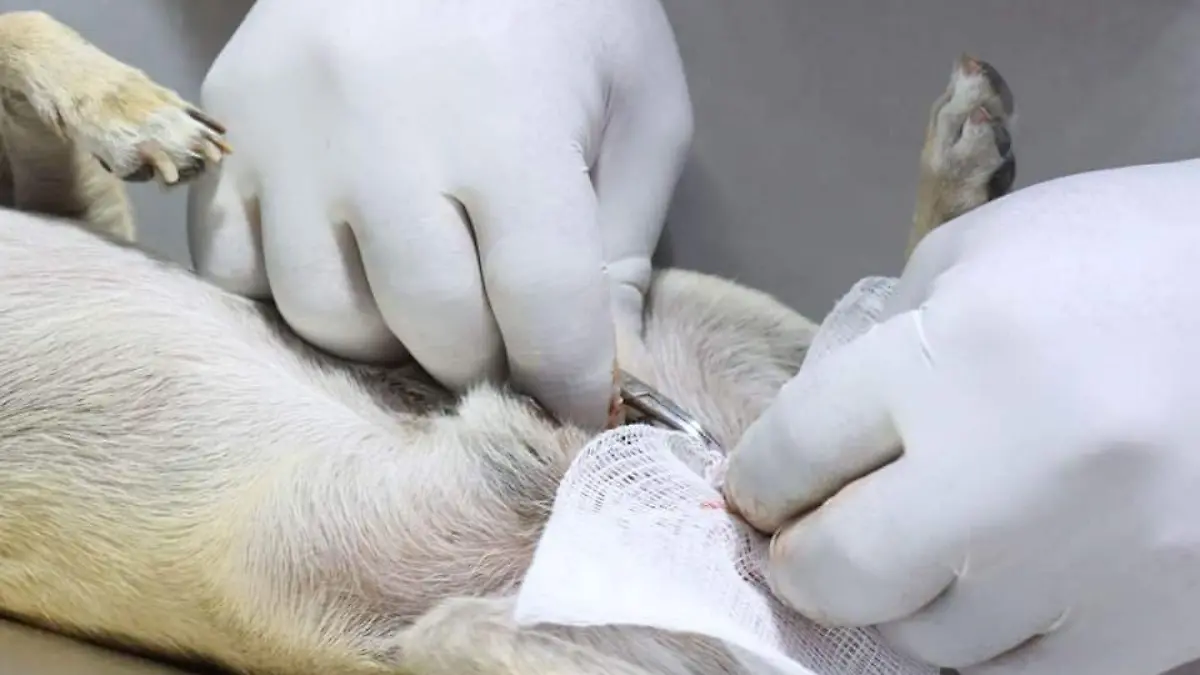 esterilizacion mascota