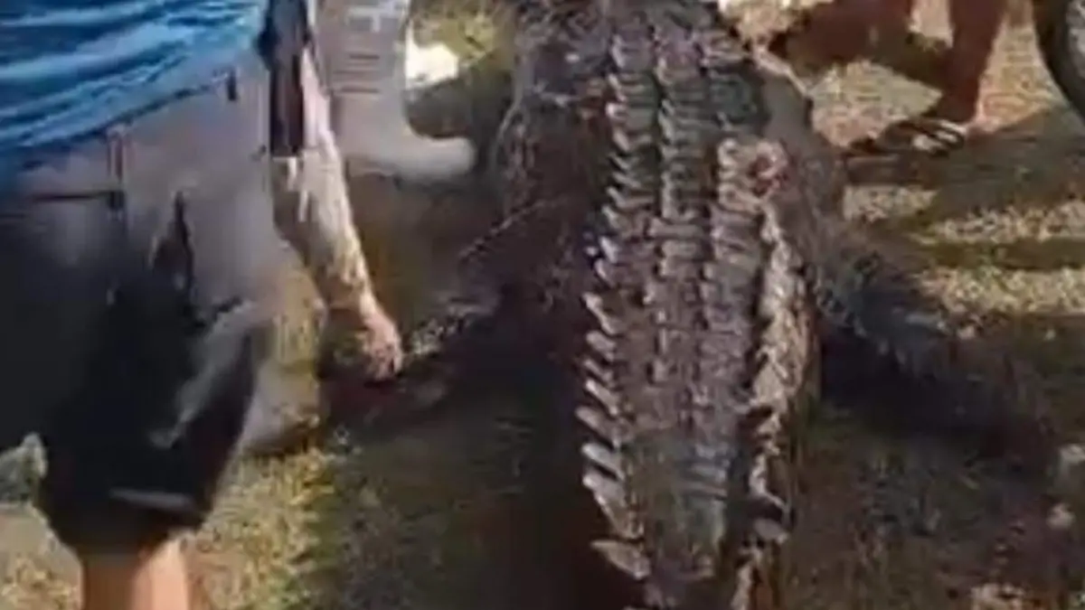 ¡Rescatado! Cocodrilo gigante