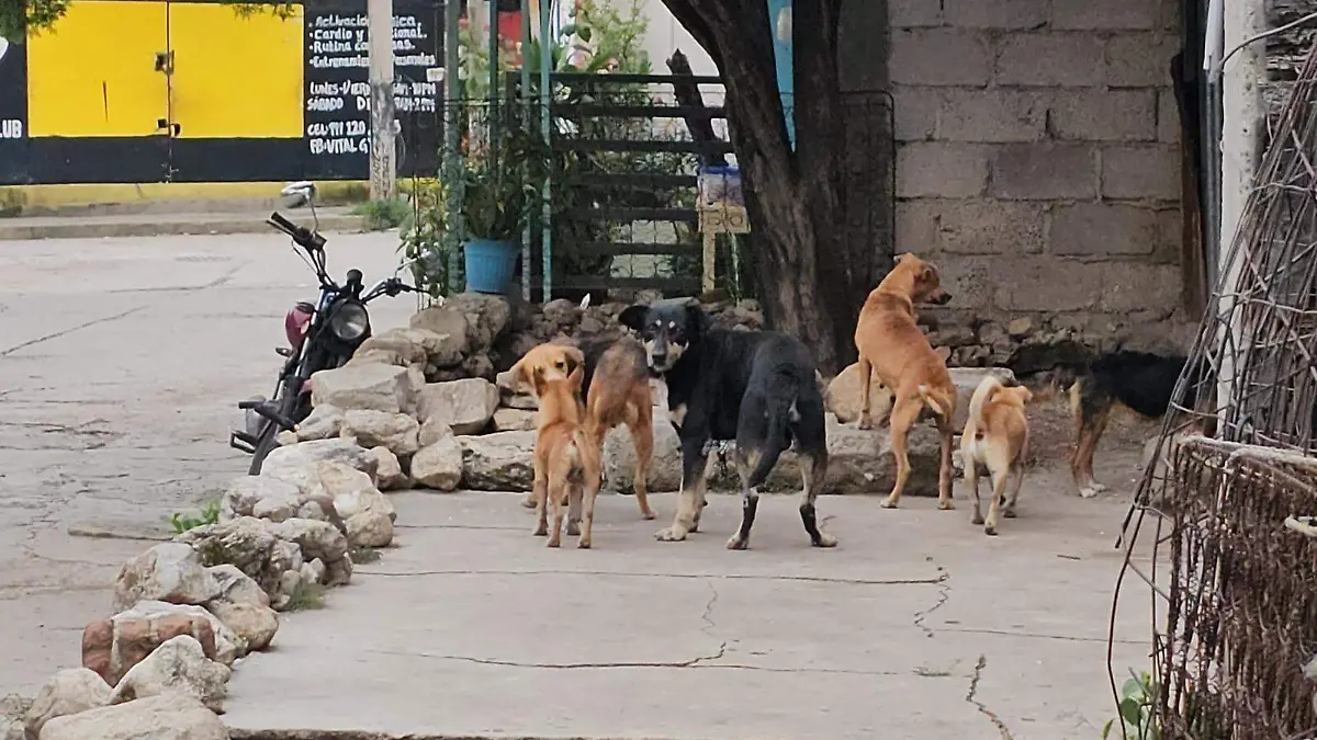 perros de la calle