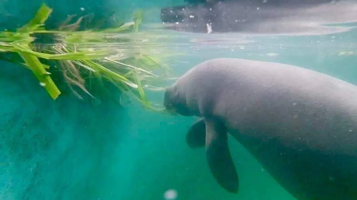 manatí comiendo
