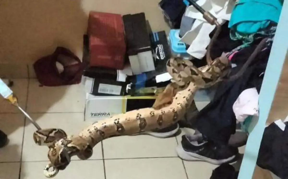 boa