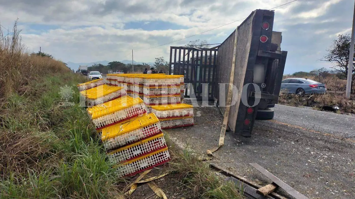 pollos caen del camion (1)