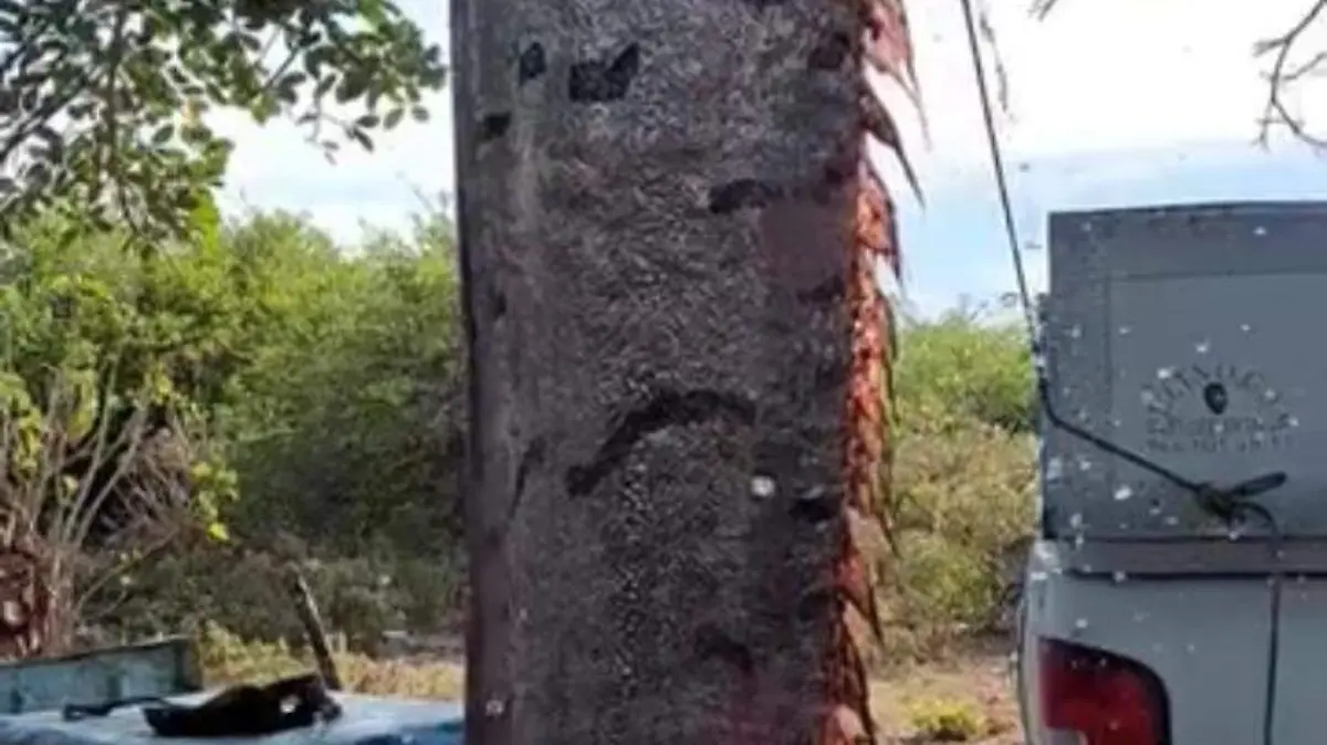 foto del pez remo de tonalá