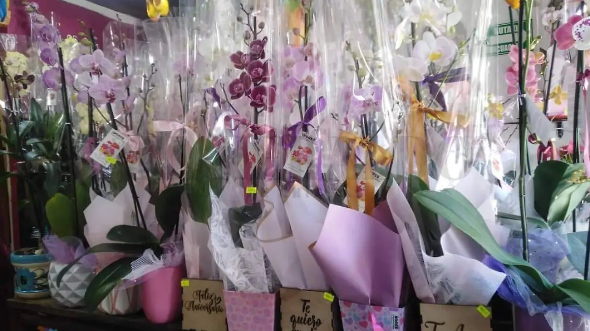Orquídeas