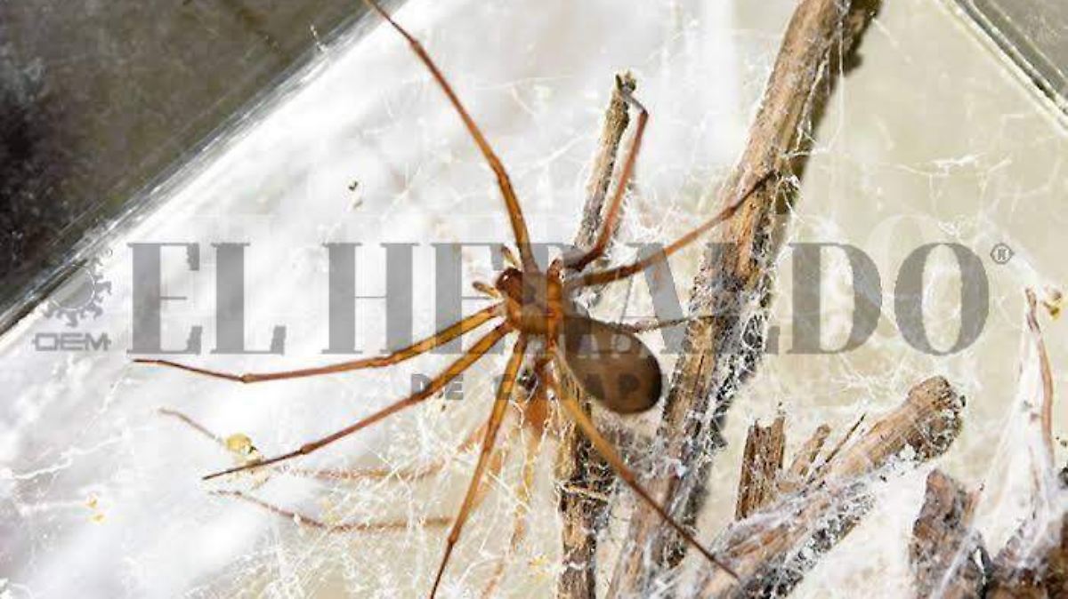 Chiapas ocupa el primer lugar con diversidad de arañas - El Heraldo de ...