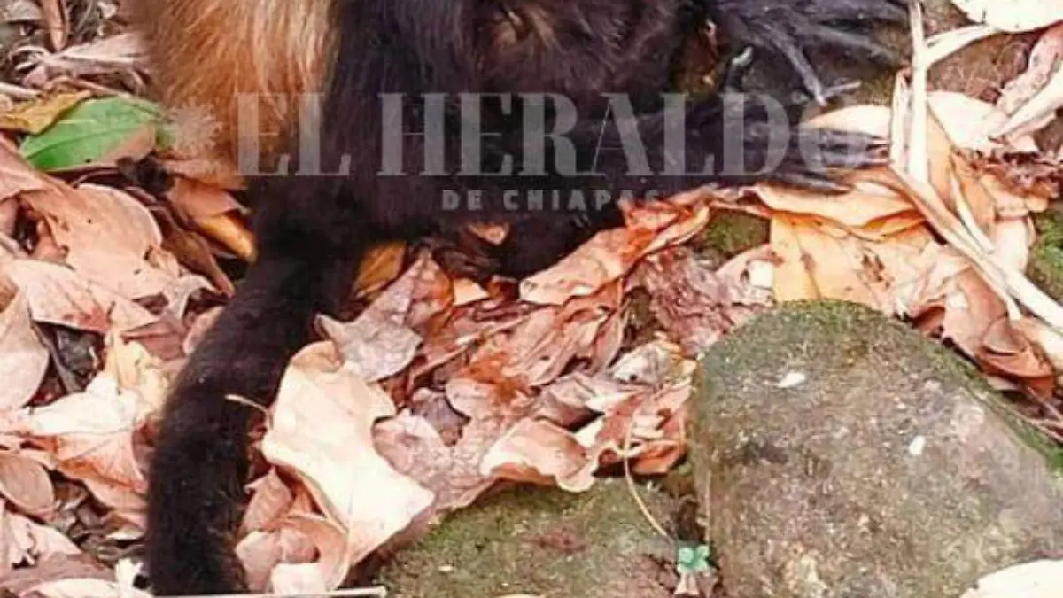 mueren monos saraguatos (1)