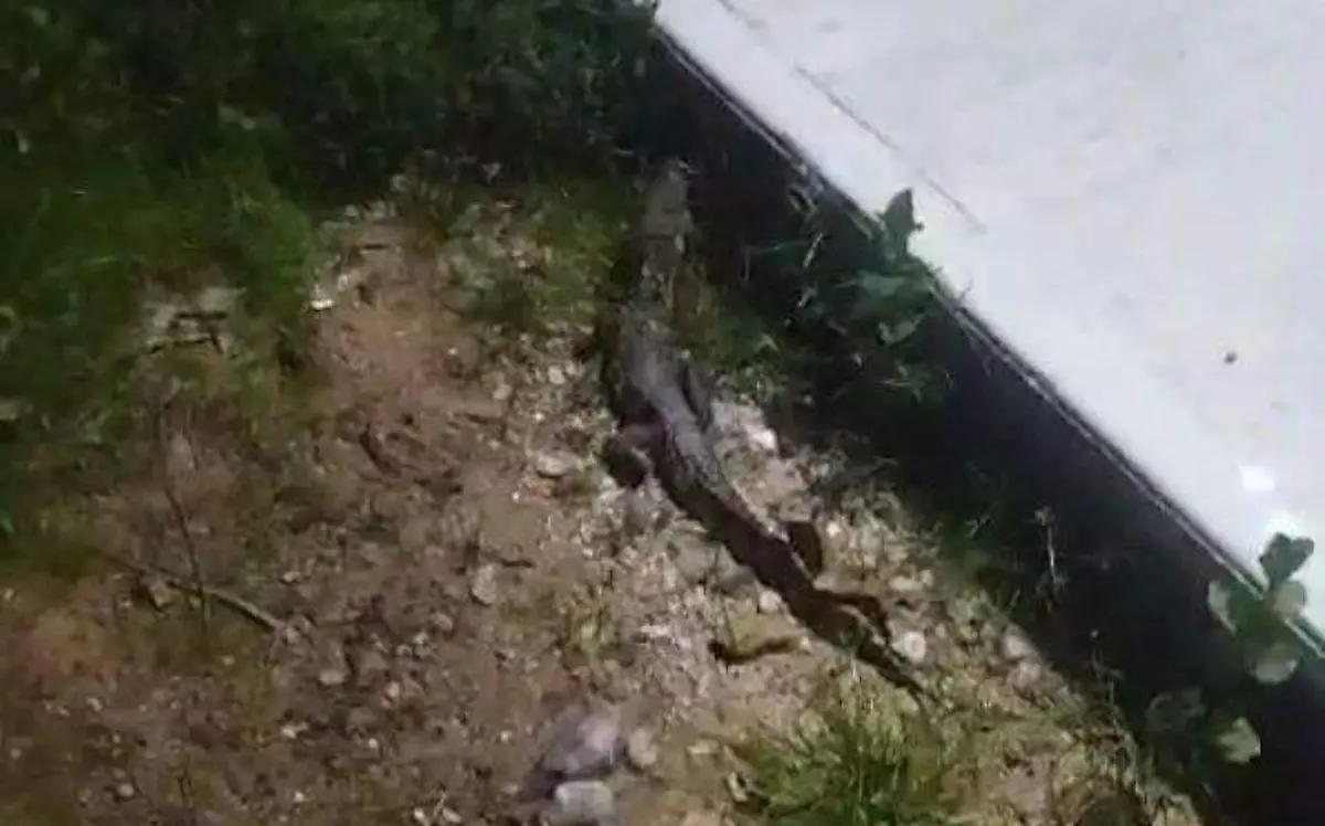 Cocodrilo