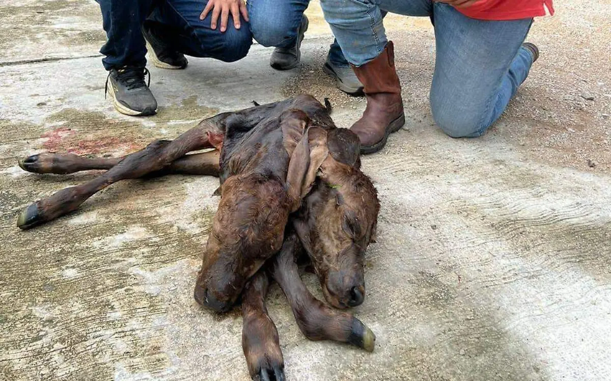 WhatsApp Image 2024-09-29 at 4.54.10 PM