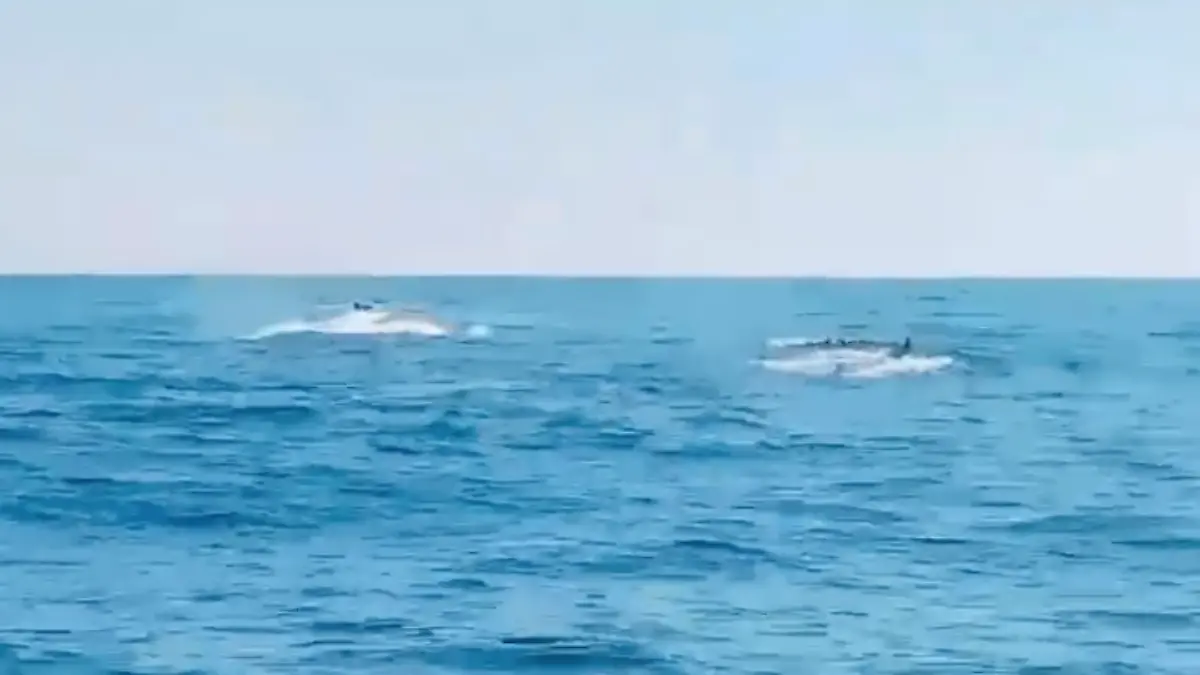 ballena en tonala