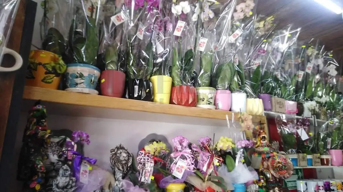 Orquídeas