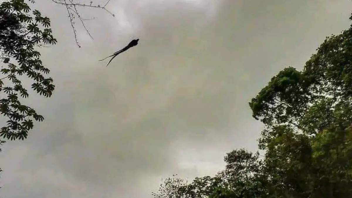 Quetzal volando