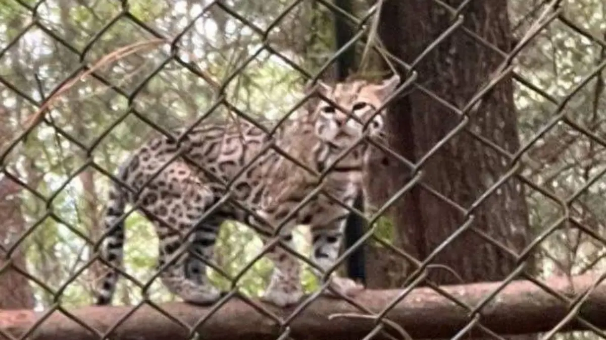 Zoológico Bocoltenelté 