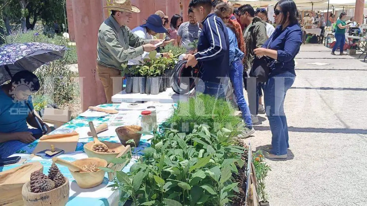 Arbolitos