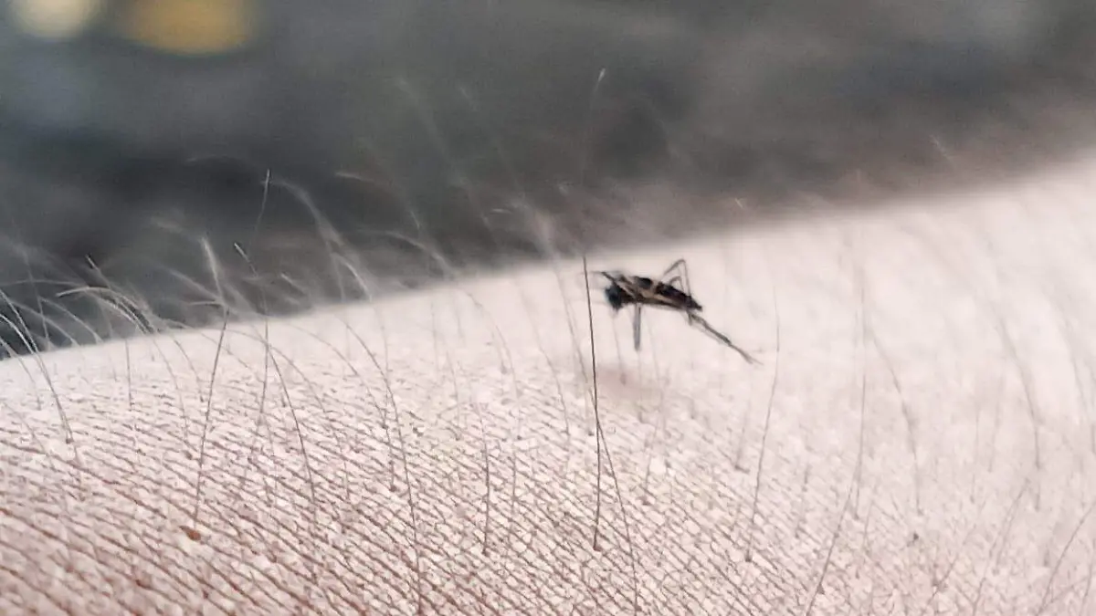mosquito, vector, contagio