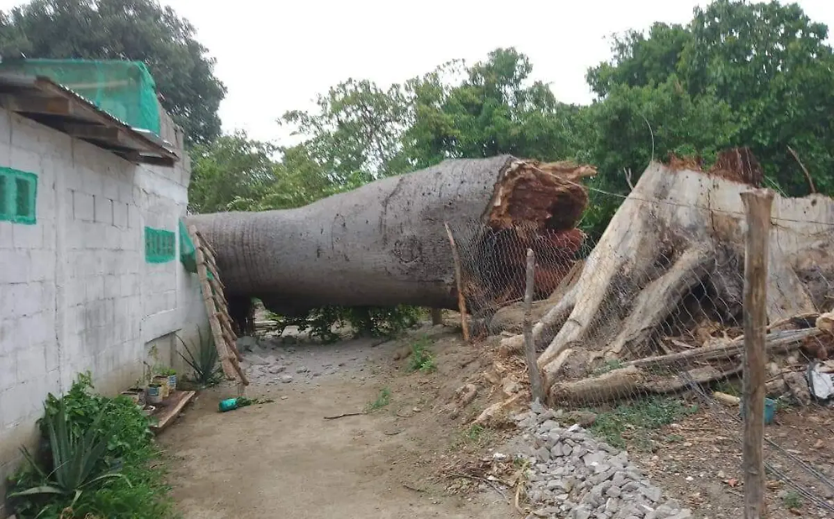 Arbol 1