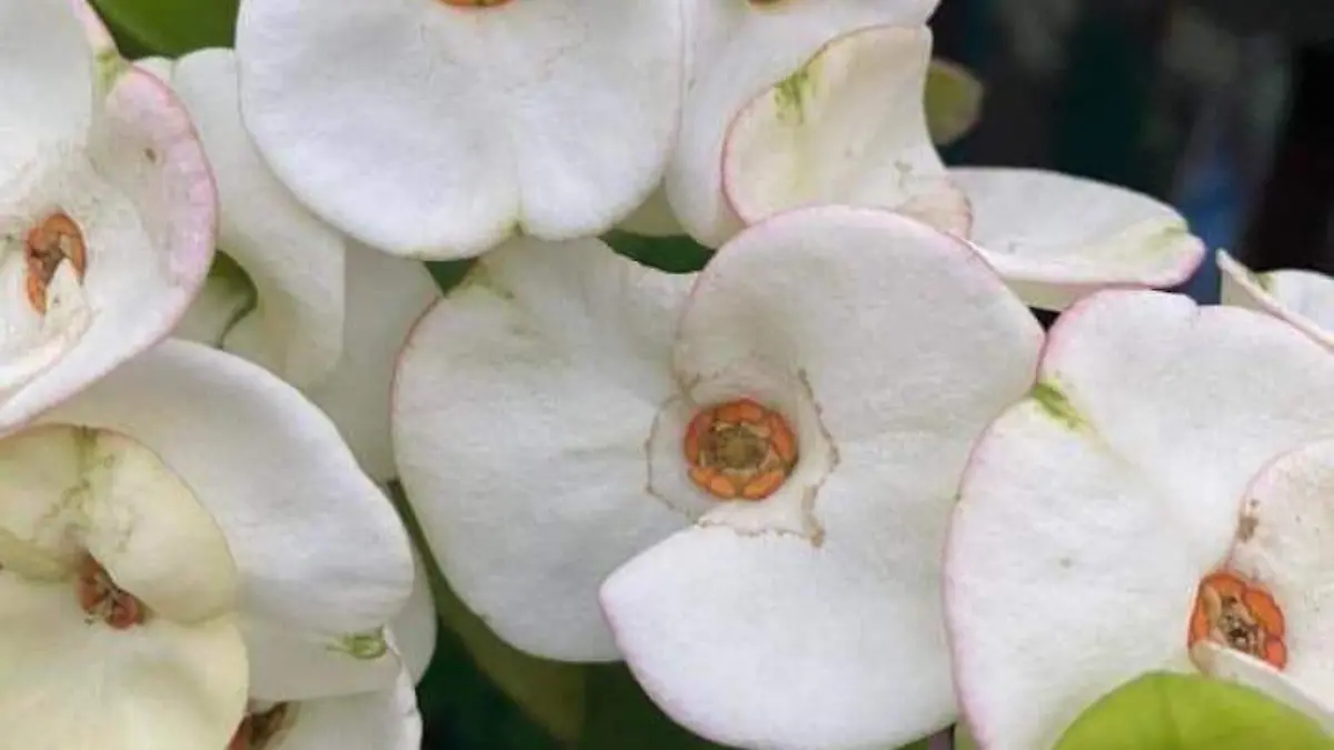 Flores4