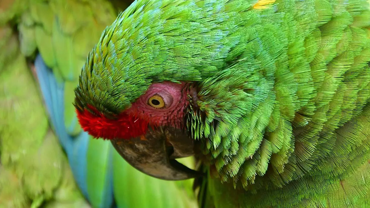 Guacamaya