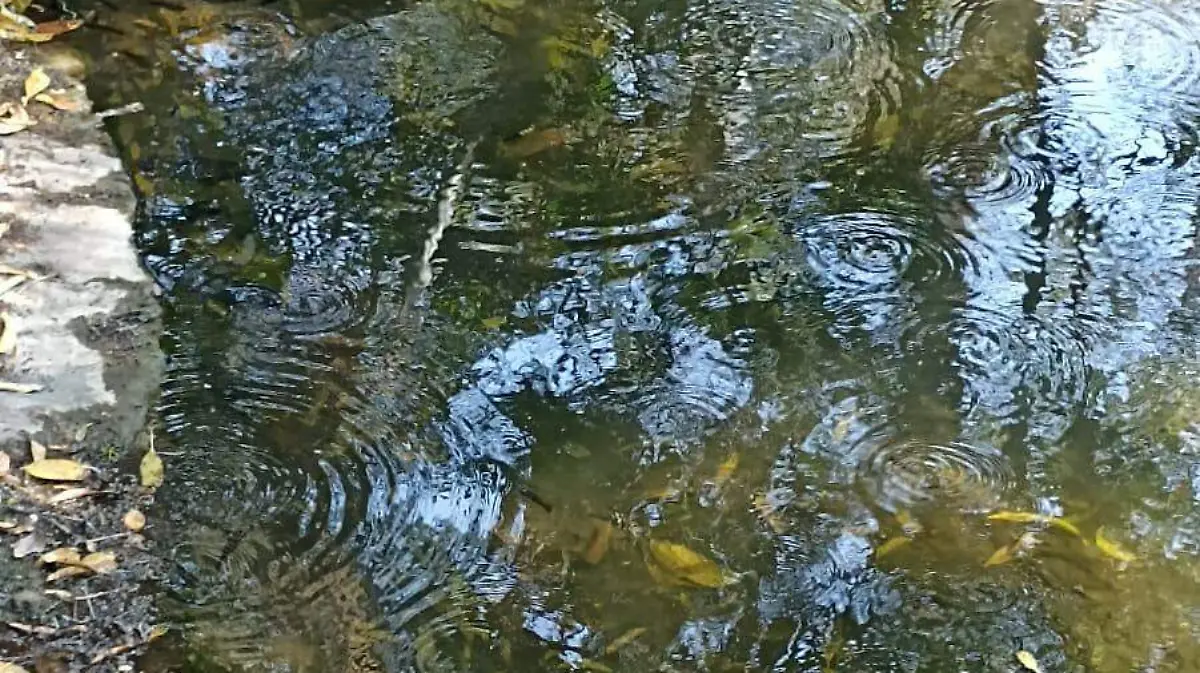 mueren peces en  joyyomayu3