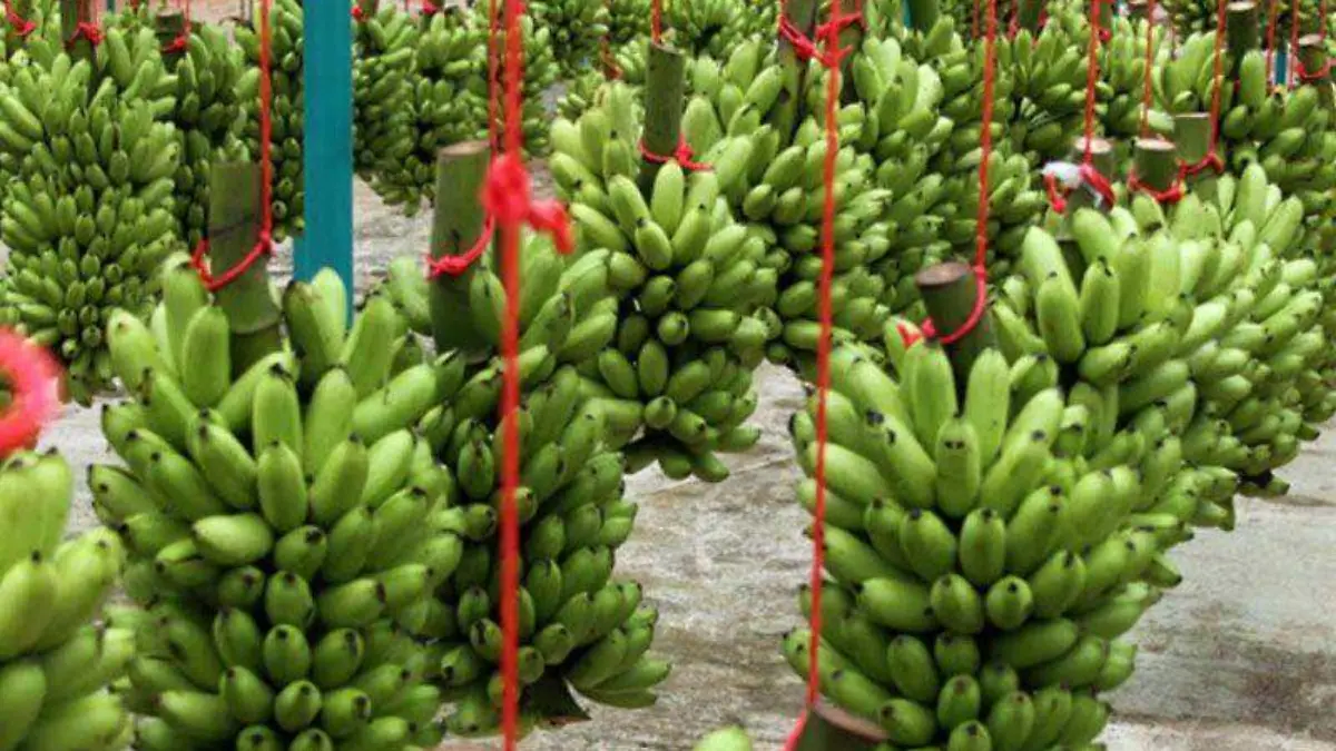 PLATANO (1)