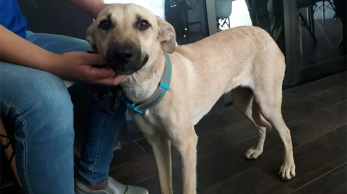 Captura de pantalla 2018-12-19 a la(s) 11.29.46