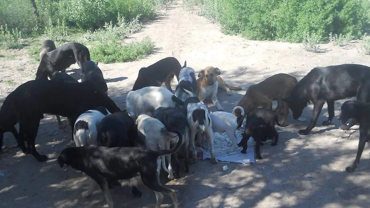 perritos