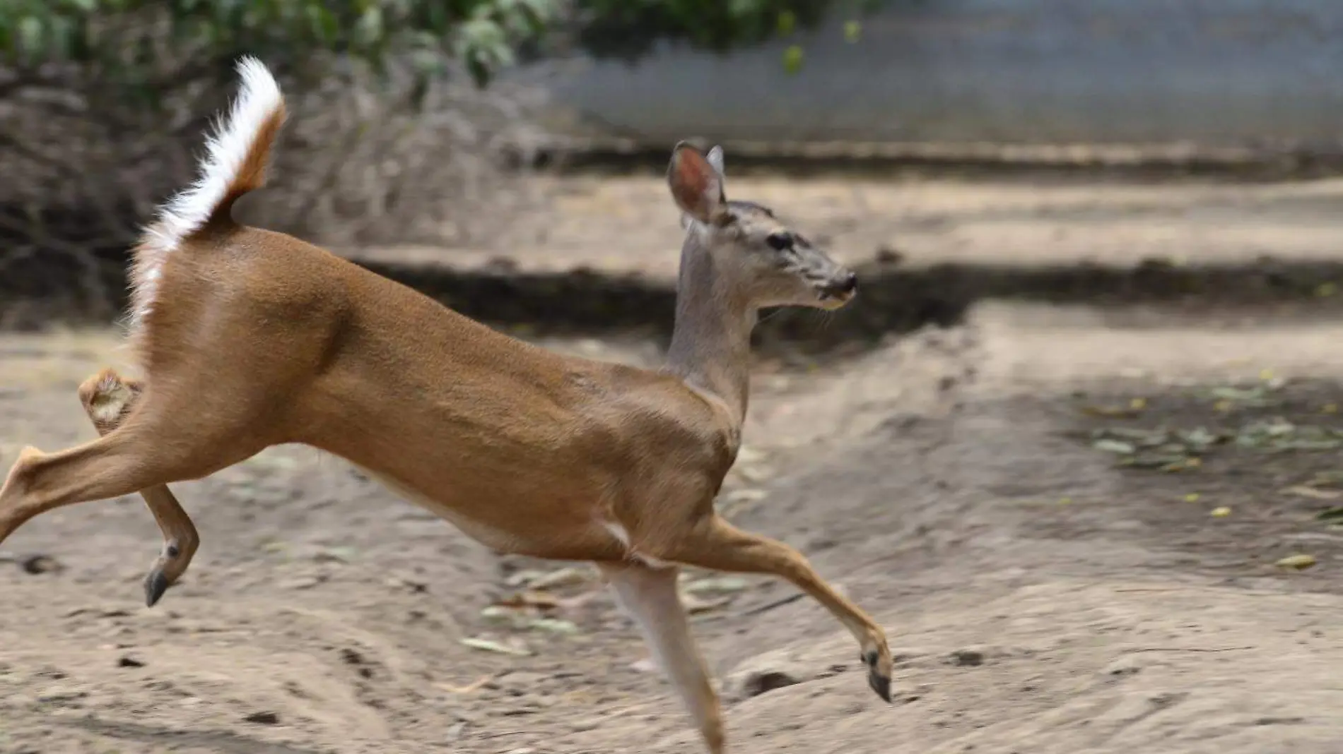 venado2