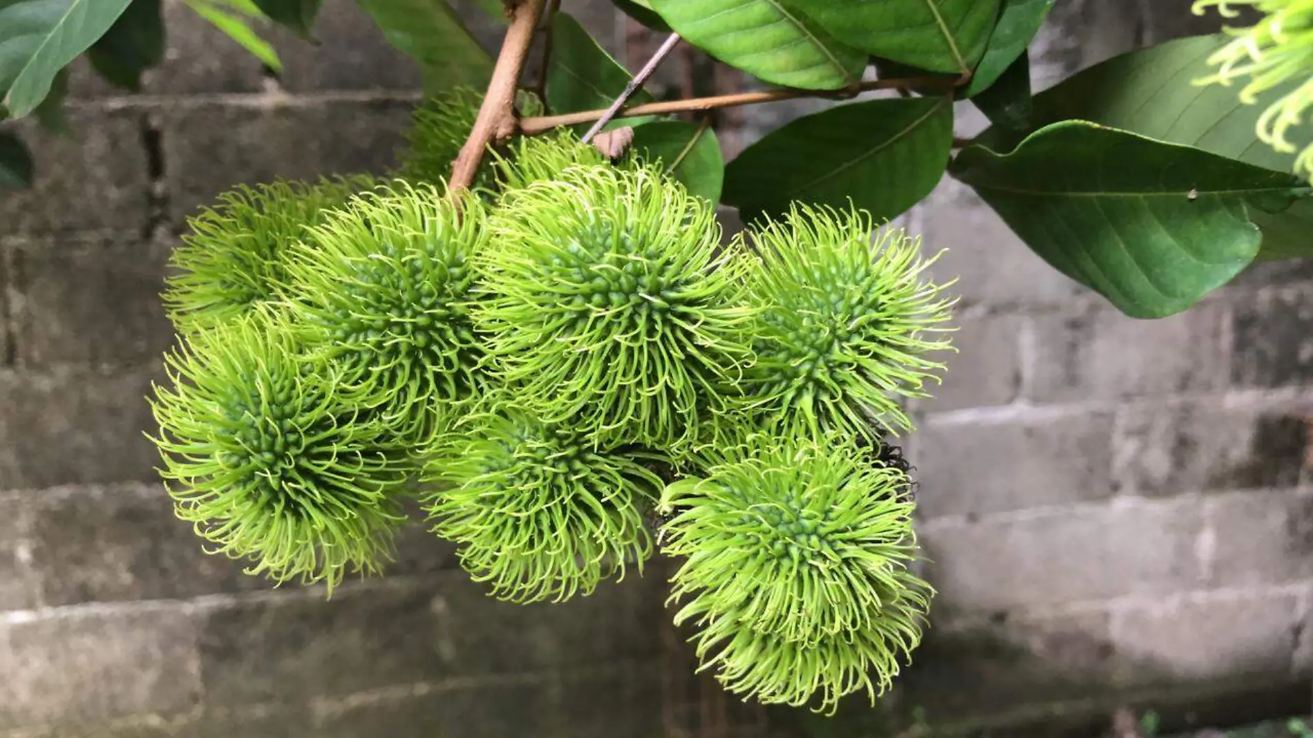 rambutan