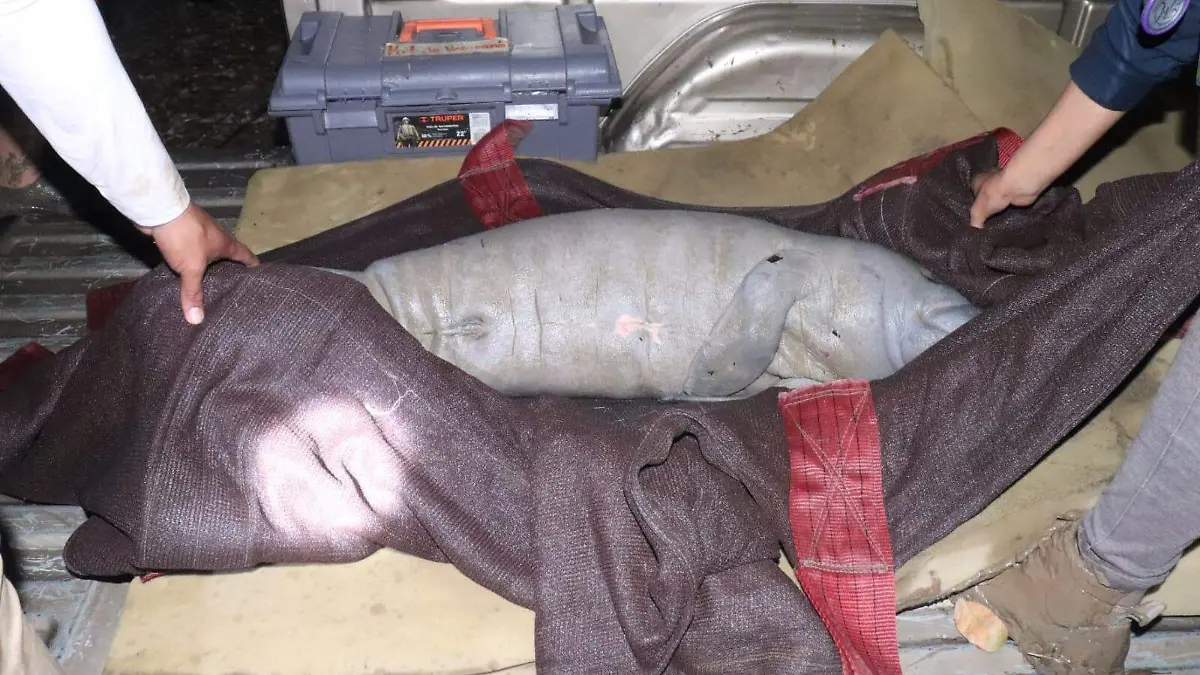 cria de manati es rescatada 2