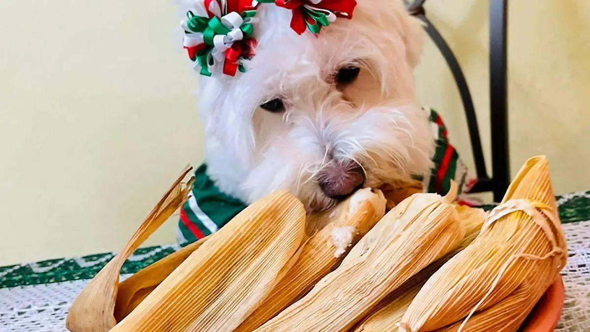 tamalesparaperros3