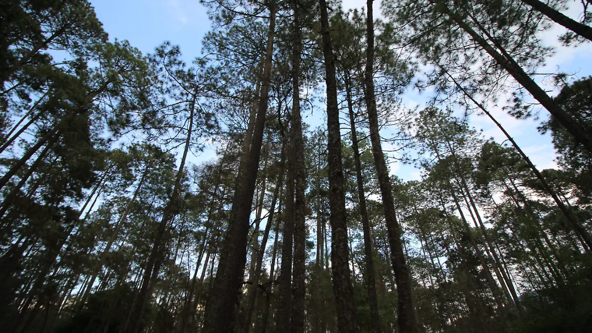 AGRARIO-Hugo Sánchez