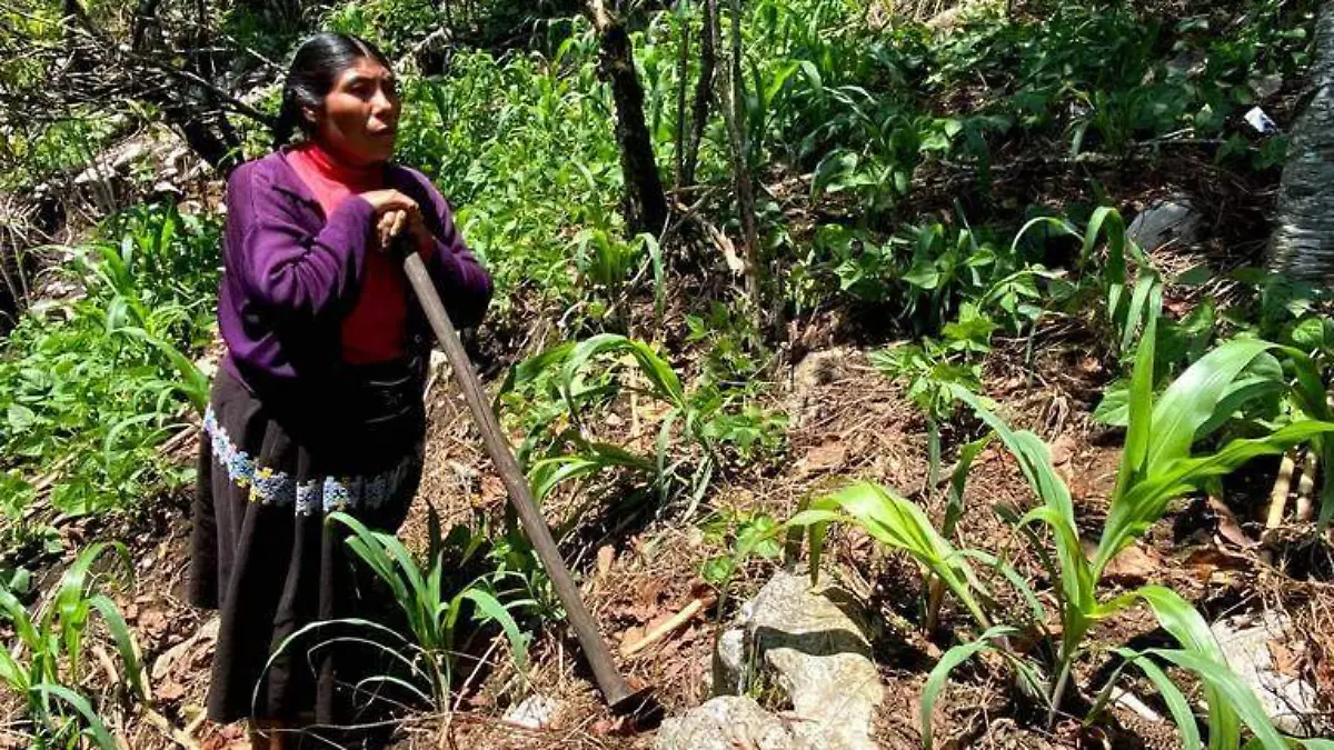 Mujeres indígenas