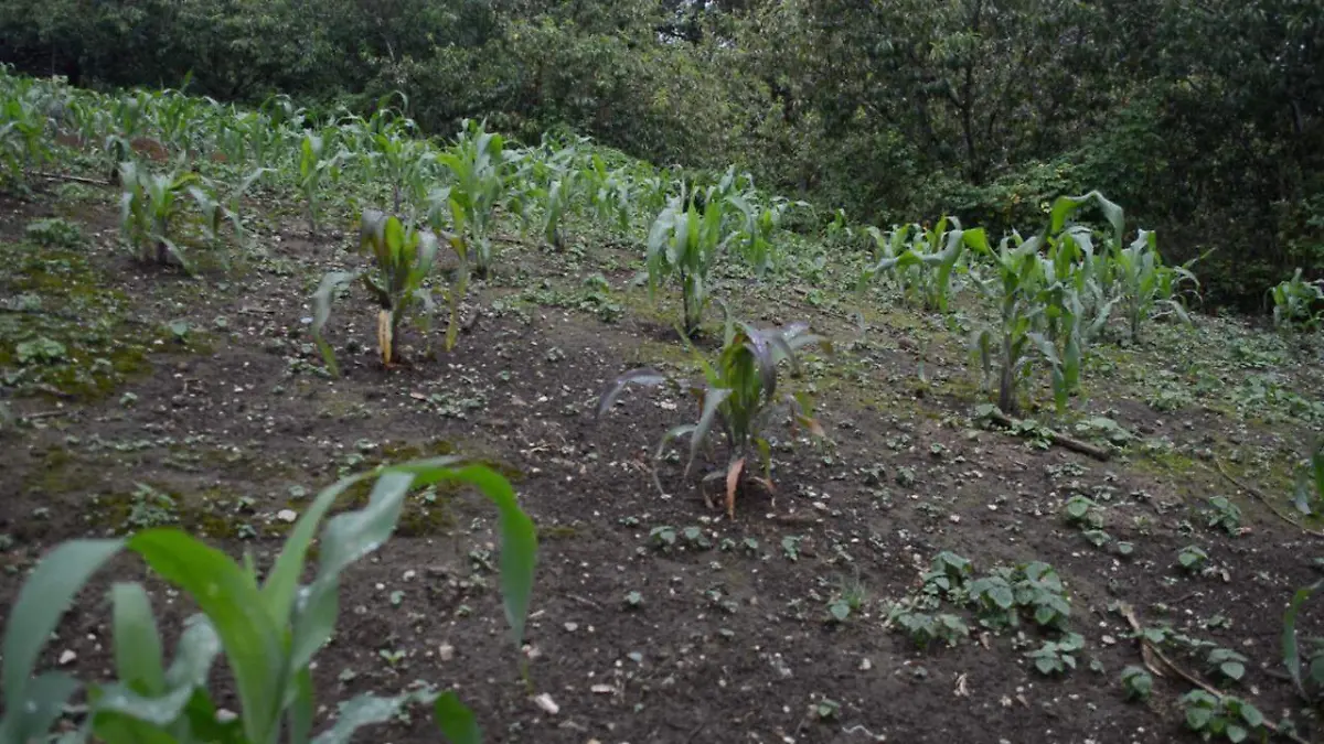 campo fertilizante