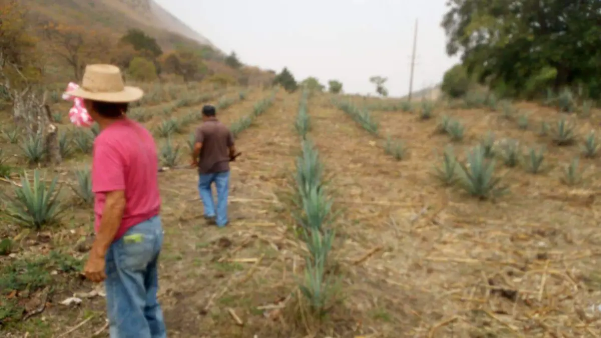 campo plan emergente apoyos